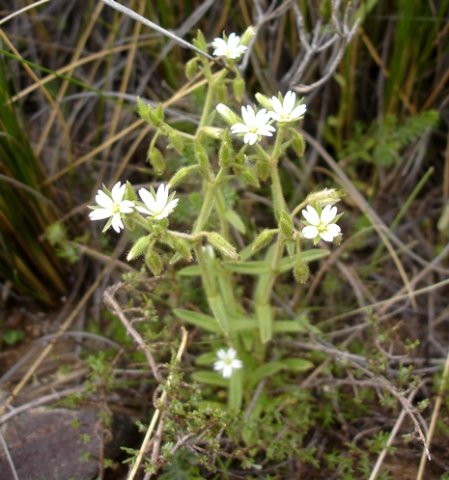 Cerastium arabidis